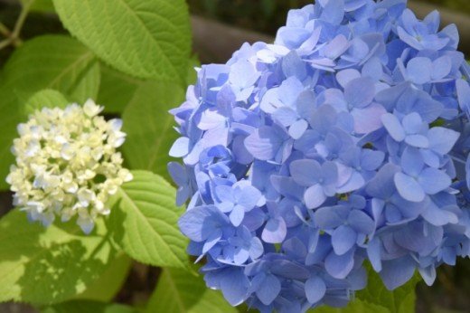 🏞️ 동운의 마을(시노노메노사토) 이미지 9